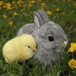 Meet your Posher, Molly